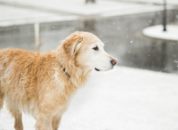 Jak zadbać o psa zimą?