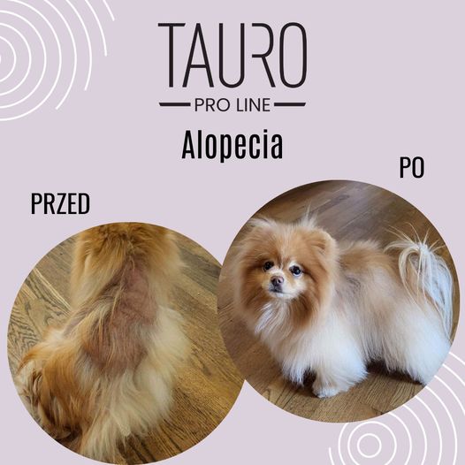 Alopecia X - kuracja przed i po kosmetykami Tauro u Pomeriana
