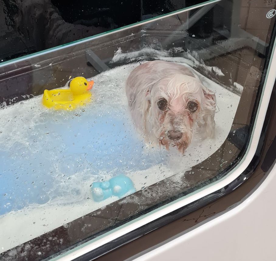 kąpiel oczyszczająca dla psa w wodzie ozonowanej