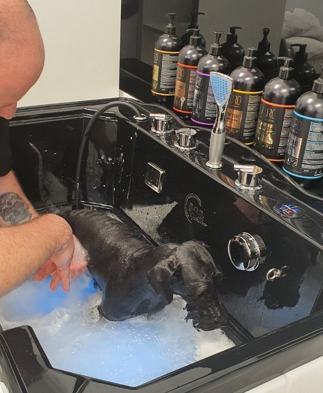 profesjonalna kąpiel ozonowa dla psa jak wygląda